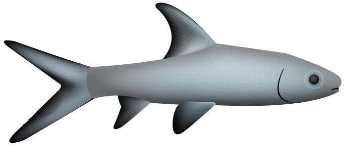 Bala Shark