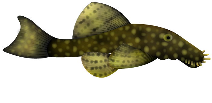 Bushynose Plecostomus