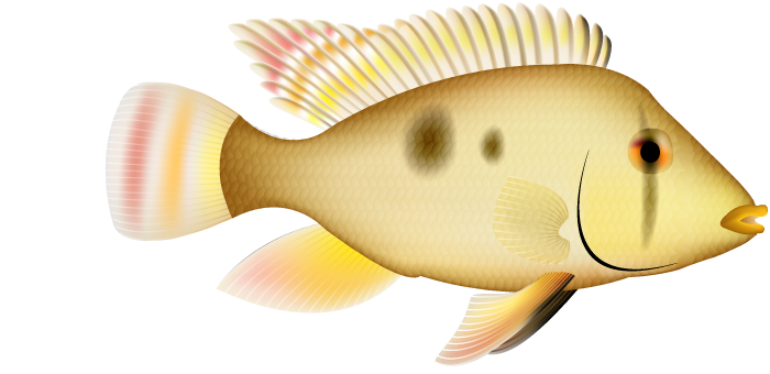 Geophagus