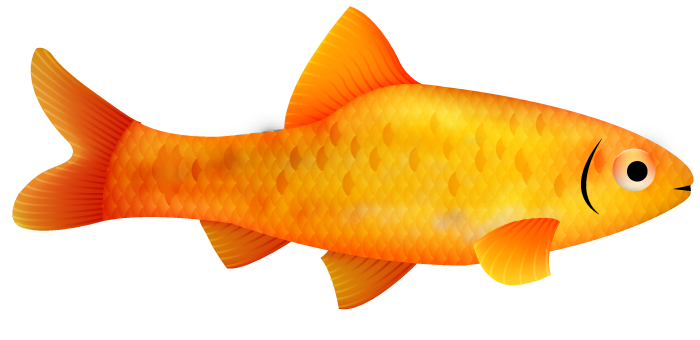 Gold Barb