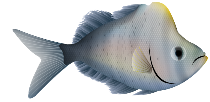 Humphead Glassfish