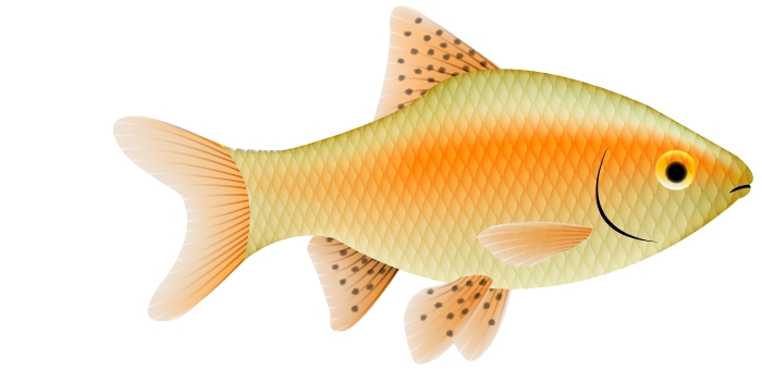 Odessa Barb