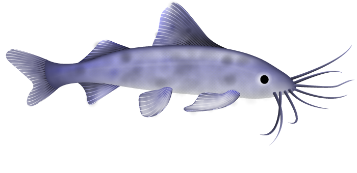 Pictus Catfish